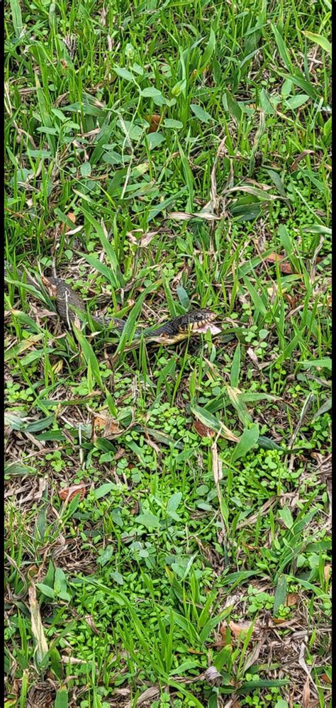 Plain Bellied Watersnake From Camp Joy Park Fort Worth TX US By