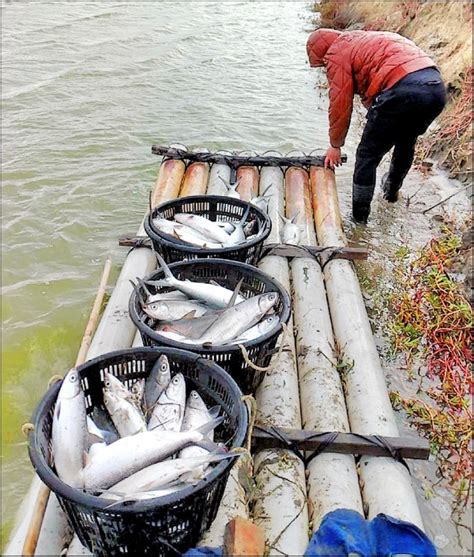 文蛤混養虱目魚寒害 嘉縣救助加碼 生活 自由時報電子報