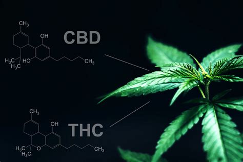 Les différences entre le CBD et le THC C2P1 fr