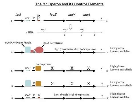 Lac Operon Diagram To Label Structural Explanation For Allolactose