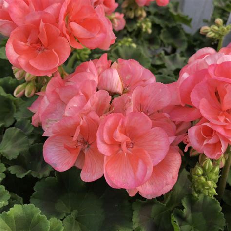 Americana® Salmon Geraniums Order Online