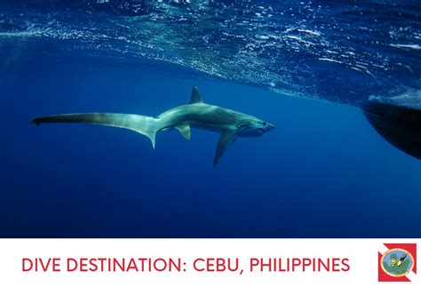 Dive Destination Philippines | Enjoy The Scuba Diving Of Cebu! - Saguaro Scuba