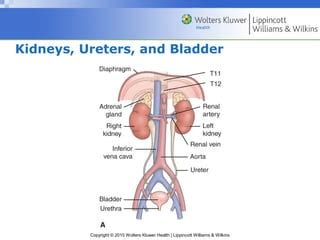 Assessment Of Renal And Urinary Tract Infection Ppt