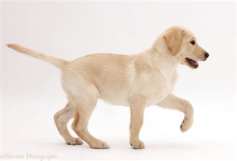 Dog: Yellow Labrador Retriever puppy walking photo WP42730