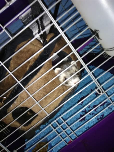can ferret weak for beginners 3