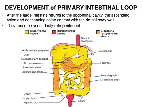 PPT DEVELOPMENT OF DIGESTIVE SYSTEM PowerPoint Presentation Free