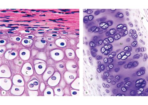 Pathology Test Histology Of Bone And Cartilage Flashcards Quizlet