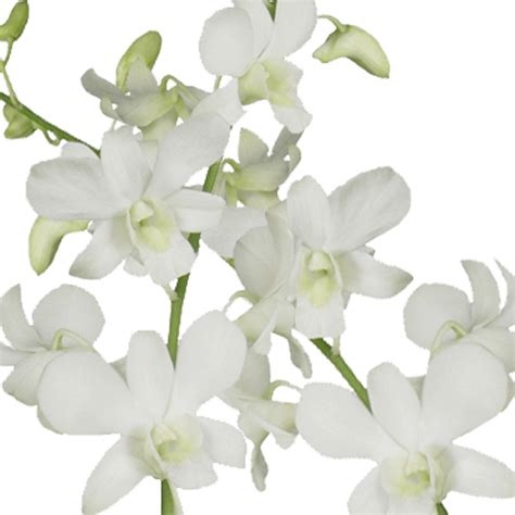 Big White Dendrobium Orchids For Sale Wholesale Prices Globalrose