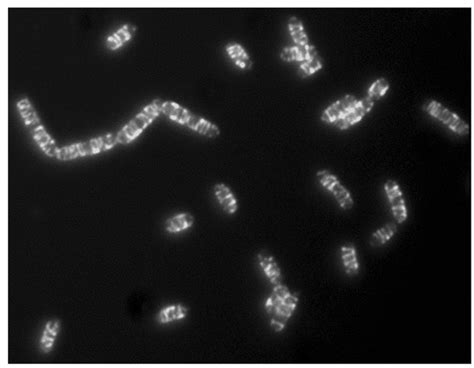 Helical Filaments Of The Mreb Homologue Mbl Tagged With Green