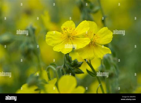 Common Rock Rose Helianthemum Grandiflorum Helianthemum Nummularium