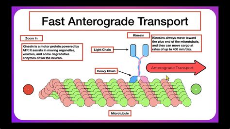 Axoplasmic Transport - YouTube