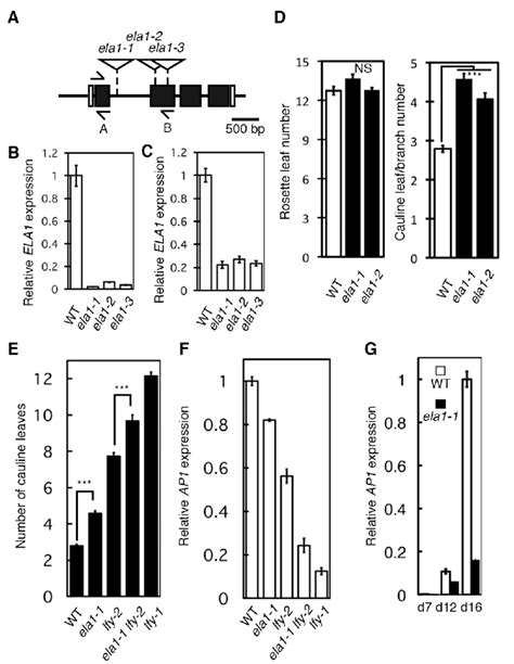 fig  ela mutant alleles  effect  ela loss  function