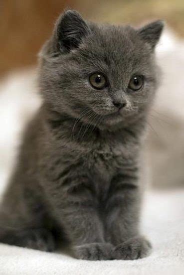 Really Cute Kitten - 6th March 2020 - We Love Cats and Kittens