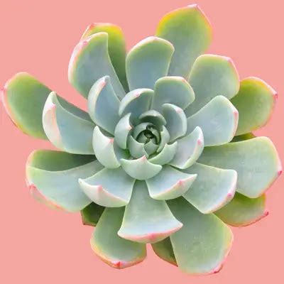 Common-succulent-house-plants - SUCCULENTdotCARE