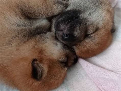 Chiots de race Shiba Inu à vendre 2 femelles 1 mâle Petite