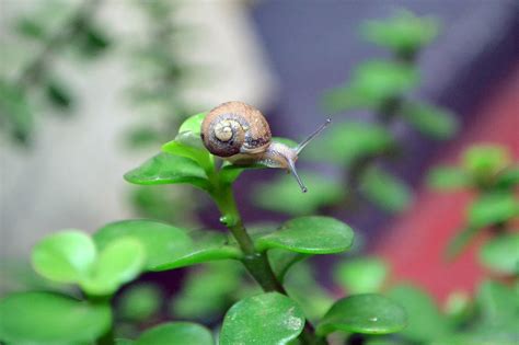 Caracol Naturaleza Molusco Foto Gratis En Pixabay Pixabay