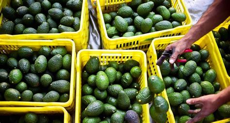 México Enviará Hasta 130 000 Toneladas De Aguacate A Eu Por El Super