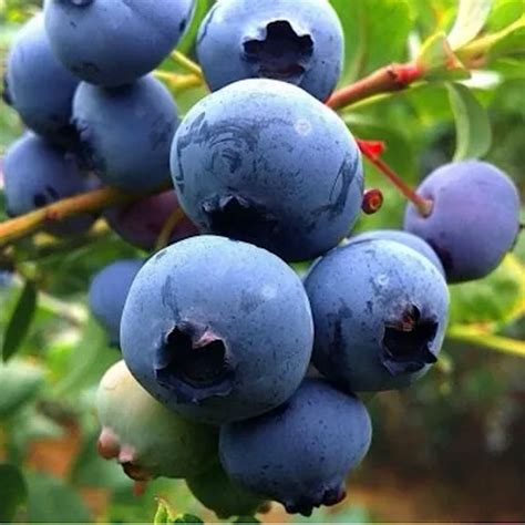 Голубика Либерти (Vaccinium corymbosum “Liberty”) | Ракита. Питомник ...