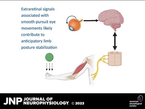 Smooth Pursuit Eye Movements Contribute To Anticipatory Force Control