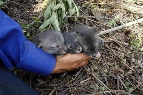 El Coyote En Guatemala Aprende