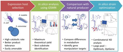 Processes Free Full Text Genome Scale In Silico Analysis For