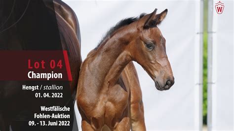 Fohlen Auktion Lot 04 Champion Hengst V Cornado I Montender YouTube