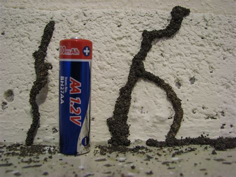 Coastside Termite - Subterranean Termites