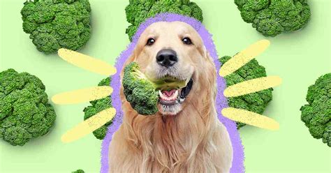 ¿pueden Los Perros Comer Brócoli Una Guía Completa Para Dueños De Perros