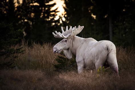 Wildlife Photographer Captures Stunning Images of a Rare White Moose in ...