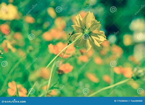 Fundo As Flores Amarelas Bonitas Do Macio Foco Vinta Da Mola Foto