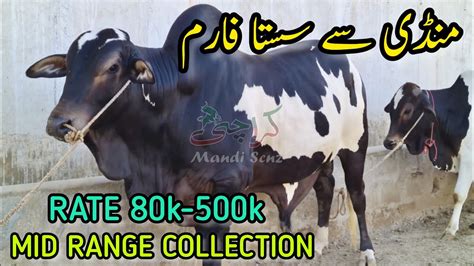 Mandi Se Sasta Farm Best Palai Offer Karachi Mandi Scnz Youtube