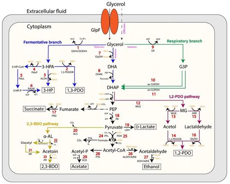 3 Schematic Representation Of The Major Glycerol Catabolism Pathways