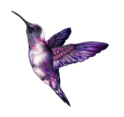 Purple Hummingbird Drawing