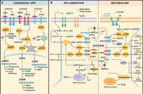 Figure 2 From The Role Of Endoplasmic Reticulum In Hepatic Lipid