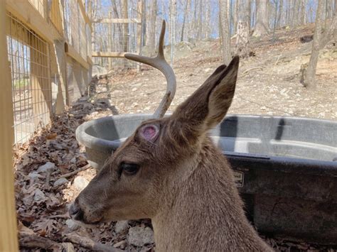 Why Do Deer Shed Their Antlers