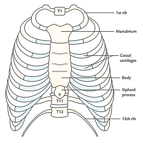 thoracic cage – Liberal Dictionary