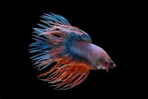 The 27 Most Colorful Freshwater Fish For Your Aquarium