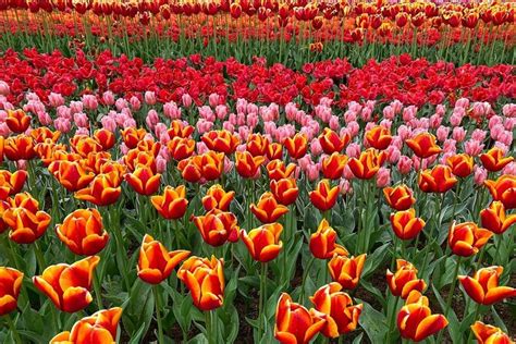 Private Flower Tour To The Keukenhof Pt