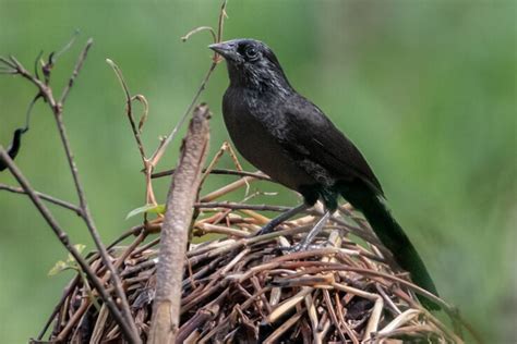 Blackbirds Icteridae