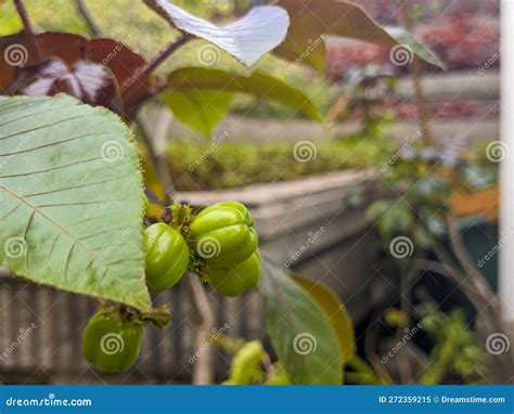 Un Cierre De La Fruta Jatropha Gossypiifolia Imagen De Archivo Imagen