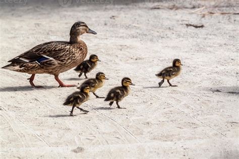Duck And Five Ducklings 719584 Stock Photo At Vecteezy