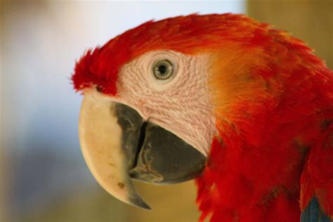 Scarlet Macaw | NC Museum of Natural Sciences Education Blog