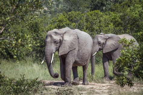 L Phant Africain De Buisson En Parc National De Kruger Afrique Du Sud