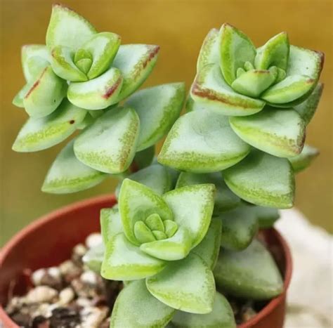 Crassula Rupestris ¡cuidados Y Curiosidades Club Suculentas