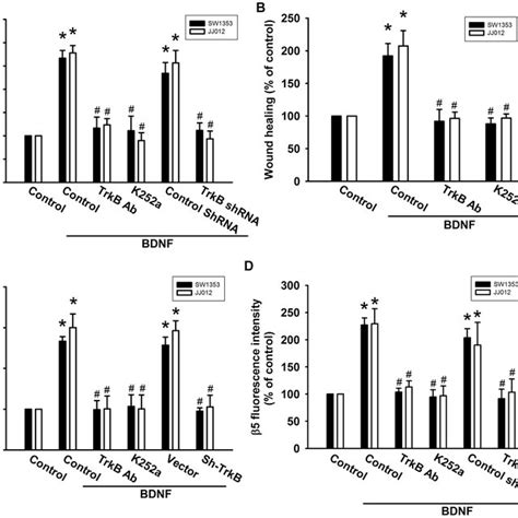 Pi K Akt Pathway Is Involved In Bdnf Induced Migration And B Integrin