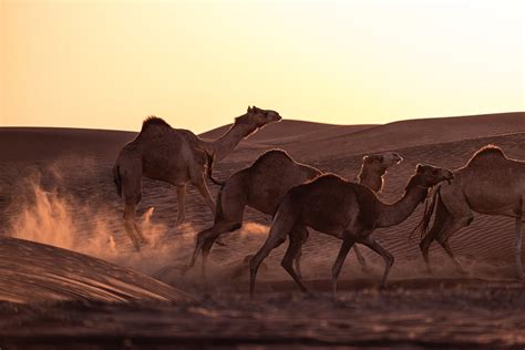 Neve nel deserto dell Arabia Saudita è la prima volta Napoli ZON