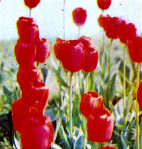 Многолетние цветы (Майоров В.С.)