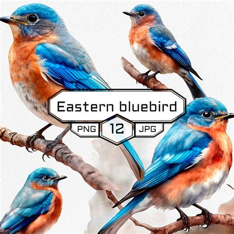 Png Eastern Bluebird Watercolor Clip Art Perched On Etsy