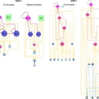 Hierarchical network representation of interactions between isolates of ... 