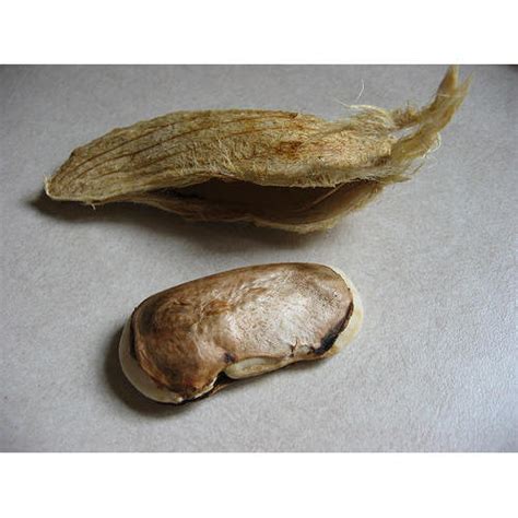 Mango Seed Kernal Manera Indica Kerala Naturals